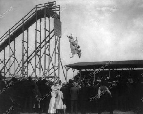 Horse Dives From High Jump In Live Show! 8x10 Reprint Of Old Photo - Photoseeum