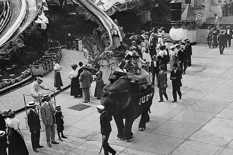 Coney Island Judy The Riding Elephant 4x6 Reprint Of Old Photo - Photoseeum