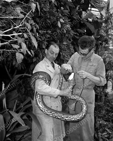 Python Snake Held Whlie Being Fed At Zoo Vintage 8x10 Reprint Of Old Photo - Photoseeum
