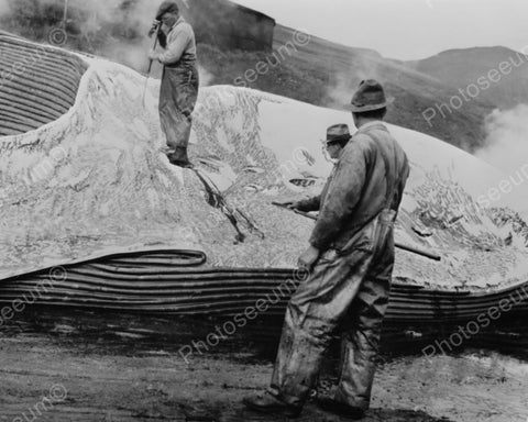 Man Cuts Blubber Of Whale Carcass 1930s 8x10 Reprint Of Old Photo - Photoseeum