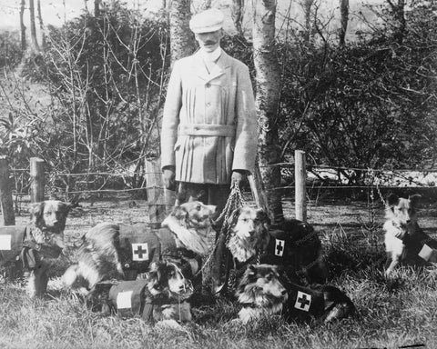 Maj Richardson British Red Cross Dogs 8x10 Reprint Of Old Photo - Photoseeum