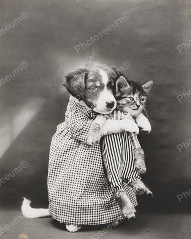 Dog Carrying Kitten To Bed 1914 8x10 Reprint Of Old Photo - Photoseeum