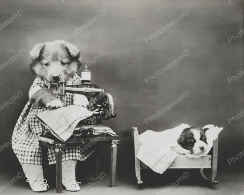 Dog Sewing Pants 8x10 Reprint Of Old Photo - Photoseeum