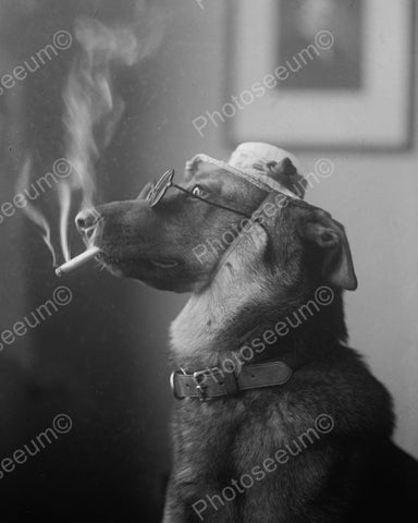 Dog Smoking Cigarette 1923 Vintage 8x10 Reprint Of Old Photo - Photoseeum