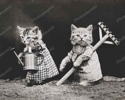 Kittens Gardening 1914 8x10 Reprint Of Old Photo - Photoseeum