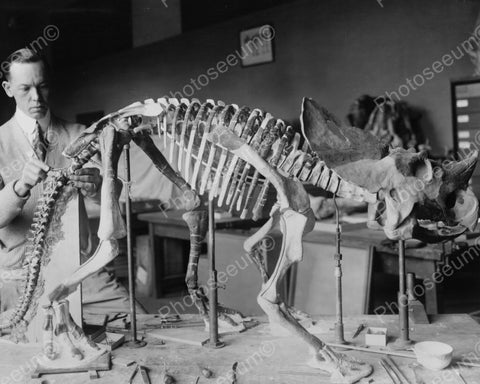 Pre Historic Animal Skeleton 8x10 Reprint Of Old Photo - Photoseeum