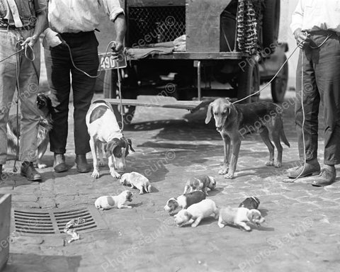 Dog Catchers With Dogs &  Little Puppies 8x10 Reprint Of Old Photo - Photoseeum