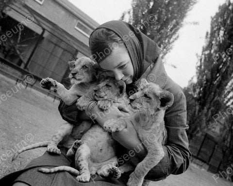 Girl Cuddles Three Young Lion Cubs Vintage 8x10 Reprint Of Old Photo - Photoseeum