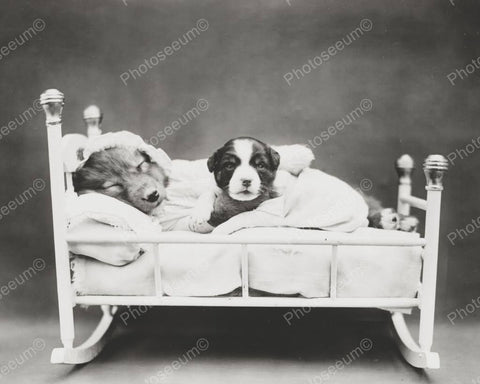 Dogs In Bed 8x10 Reprint Of Old Photo - Photoseeum