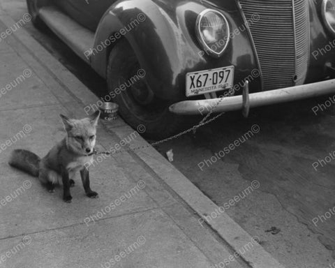 Fox Kept As Pet Waiting For Owner 1940 Vintage 8x10 Reprint Of Old Photo - Photoseeum