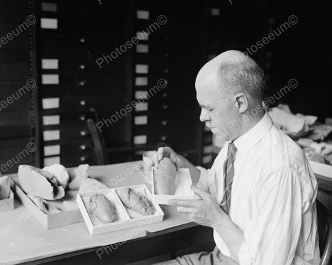 Professor Holds Dinosaur Egg Casts 1920s 8x10 Reprint Of Old Photo - Photoseeum