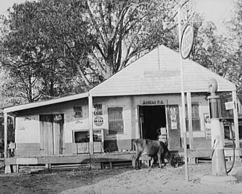 Cow At Esso Gas Station & General Store 8x10 Reprint Of Old Photo - Photoseeum