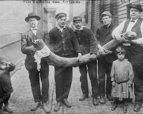 Huge Elephant Horn Excavated! 8x10 Reprint Of Old Photo - Photoseeum