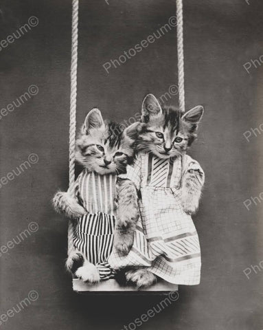 Kittens Swinging 8x10 Reprint Of Old Photo - Photoseeum