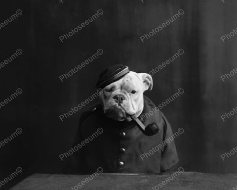 Bulldog Smoking 1905 Vintage 8x10 Reprint Of Old Photo - Photoseeum