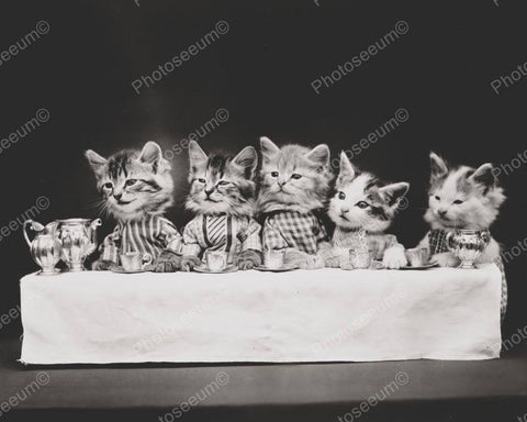 Kittens Tea Time 8x10 Reprint Of Old Photo - Photoseeum