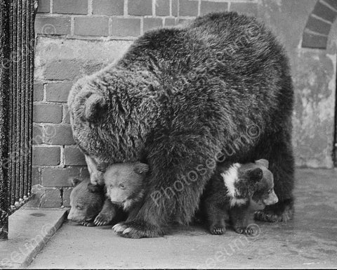 Mothering Bear Watching Over Her Three Cubs Vintage 8x10 Reprint Of Old Photo - Photoseeum