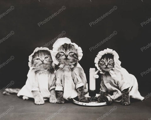 Three Kittens In Bonnets 1914 8x10 Reprint Of Old Photo - Photoseeum