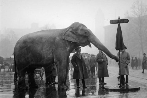 Circus Elephant Directs Traffic 1930s 4x6 Reprint Of Old Photo - Photoseeum