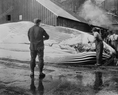 Cutting Up A Humpback Whale 1930s  8x10 Reprint Of Old Photo - Photoseeum