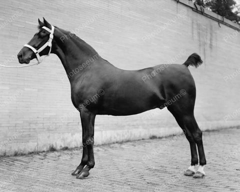 Race Horse 1912 Vintage 8x10 Reprint Of Old Photo - Photoseeum