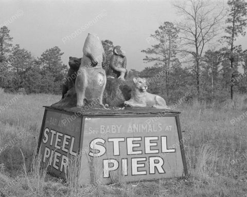Baby Animals Steel Peer Sign 1938 Vintage 8x10 Reprint Of Old Photo - Photoseeum