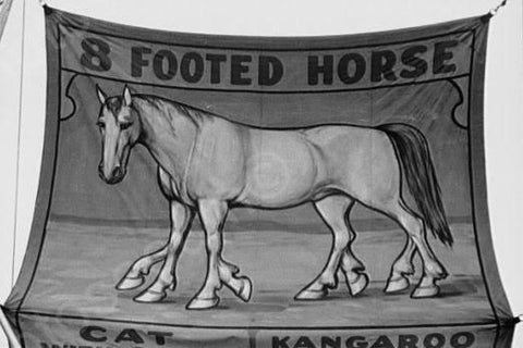 Vermont Sideshow 8 Footed Horse 1940s 4x6 Reprint Of Old Photo - Photoseeum