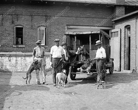 Dog Catchers With Dogs And Truck Vintage 8x10 Reprint Of Old Photo - Photoseeum