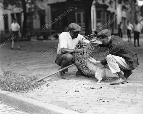 Dog Catchers Putting Dog Into Net! 8x10 Reprint Of Old Photo - Photoseeum