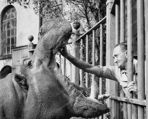 Zoo Keeper Feeding Hippo Vintage 8x10 Reprint Of Old Photo - Photoseeum