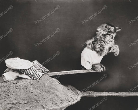 Cat Diving 8x10 Reprint Of Old Photo - Photoseeum