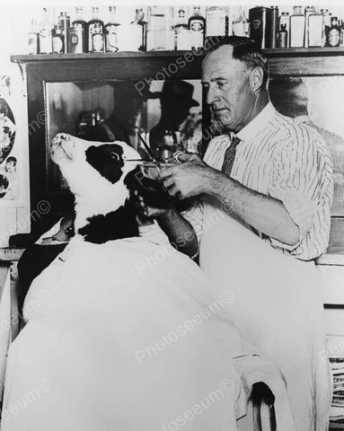 Cow Getting Haircut Vintage 8x10 Reprint Of Old Photo - Photoseeum