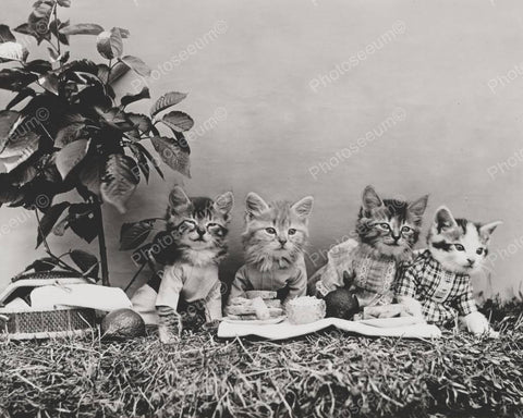 Kitten Picnic 1914 8x10 Reprint Of Old Photo - Photoseeum