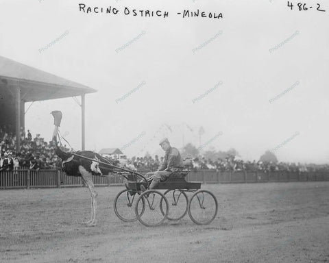 Ostrich & Driver Ready To Race Vintage 8x10 Reprint Of Old Photo - Photoseeum