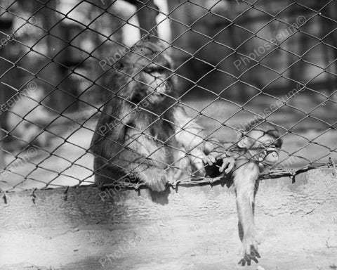 Mom & Baby Zoo Monkeys 1920s 8x10 Reprint Of Old Photo - Photoseeum