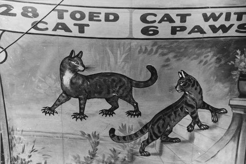 Vermont Sideshow Poster 28 Toed Cat 1940s 4x6 Reprint Of Old Photo - Photoseeum