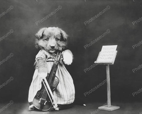 Cute Dog Playing Violin Vintage 8x10 Reprint Of Old Photo - Photoseeum