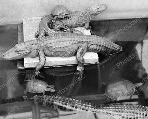 Crocodiles And Turtles In Vintage Tank 8x10 Reprint Of Old Photo - Photoseeum