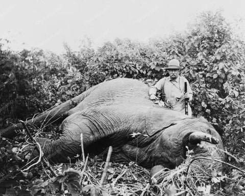 Theodore Roosevelt & Dead Elephant 8x10 Reprint Of Old Photo - Photoseeum