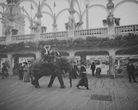 Coney Island Elephant Rides 1900s 8x10 Reprint Of Old Photo - Photoseeum