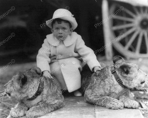 Victorian Tot Sits Between Live Lions! 8x10 Reprint Of Old Photo - Photoseeum
