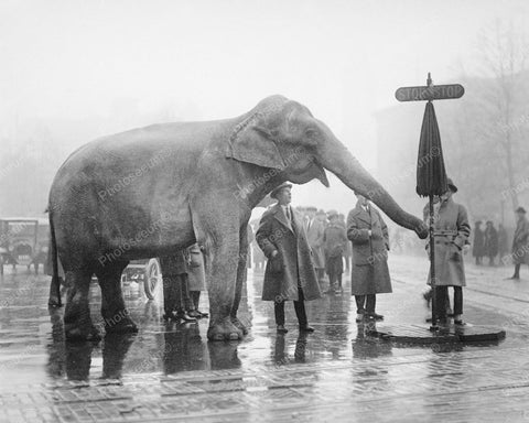 Circus Elephant Directs Traffic 1930s 8x10 Reprint Of Old Photo - Photoseeum