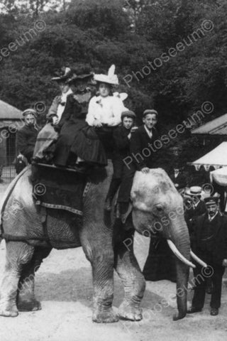 People Ride Elephant!  England 1900s 4x6 Reprint Of Old Photo - Photoseeum