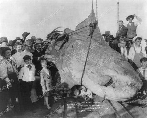 Large Sea Fish 1910 Vintage 8x10 Reprint Of Old Photo - Photoseeum