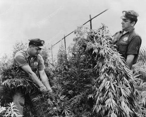 Police Cut Big Marijuana Weed Plant 8x10 Reprint Of Old Photo - Photoseeum