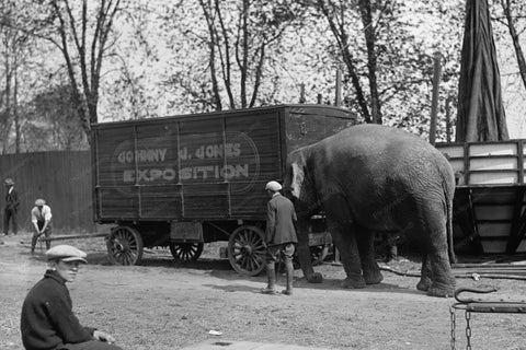 Johnny Jones Circus Elephant Nellie 1920s 4x6 Reprint Of Old Photo - Photoseeum
