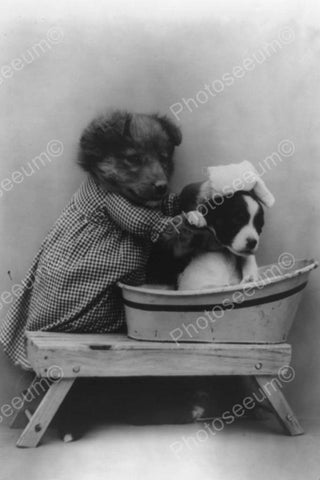Adorable Dog Gives Puppy A Bath! 1900s 4x6 Reprint Of Old Photo - Photoseeum