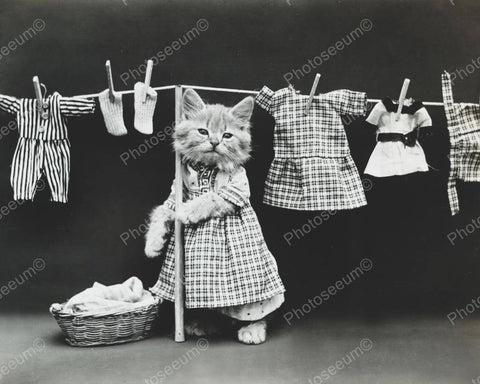 Kitten Haging Laundry 8x10 Reprint Of Old Photo - Photoseeum