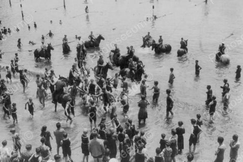 Coney Island Horses Bathing At Beach! 4x6 Reprint Of Old Photo - Photoseeum