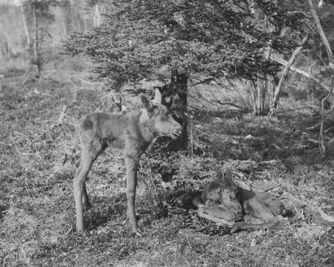 Two Endearing  Baby Moose 1920s 8x10 Reprint Of Old Photo - Photoseeum